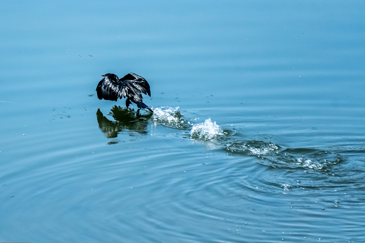 Anhinga running on water